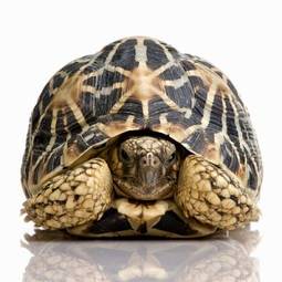 Obraz na płótnie żółw indyjski zwierzę gad kręgowych