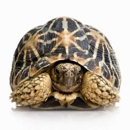 Fotoroleta żółw gad zwierzę