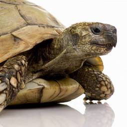 Naklejka zwierzę żółw gad profil gatunek zagrożony