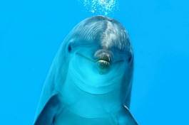 Obraz na płótnie ssak dziki podwodne morze