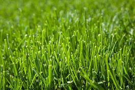 Plakat natura łąka ogród piękny trawa