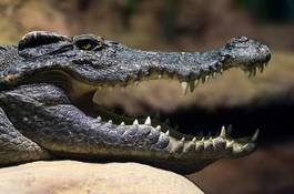 Naklejka krokodyl portret uśmiech