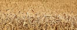 Fototapeta piękny pole rolnictwo pszenica jedzenie