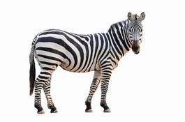 Fototapeta portret zebry