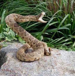 Fotoroleta gad zwierzę loki ogród wąż