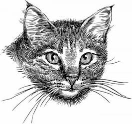 Plakat głowa kota szkic