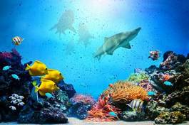 Plakat tropikalny niebo podwodne ryba