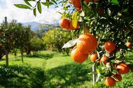 Fototapeta witamina jedzenie owoc rolnictwo
