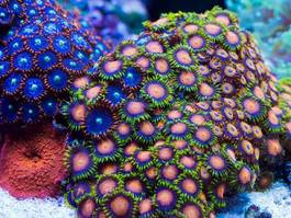 Fotoroleta koral zielony fluorescencyjny pomarańczowy akwarium
