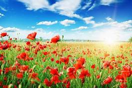 Fotoroleta kwiat rolnictwo pejzaż trawa niebo