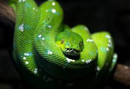 Fototapeta zwierzę gad oko wąż