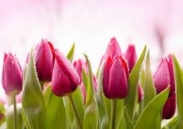 Naklejka Świeże tulipany z kroplami rosy na płatkach