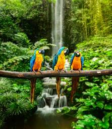 Obraz na płótnie zwierzę dżungla ptak wodospad dziki