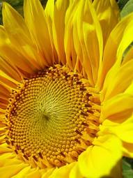 Fotoroleta kwiat ładny słonecznik słońce światło