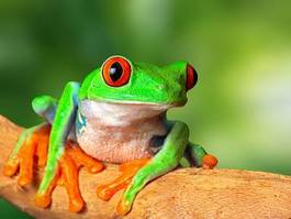 Fotoroleta płaz kostaryka żaba zwierzę tropikalny