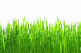 Naklejka świeży pejzaż trawa natura