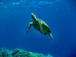Plakat żółw morze czerwone gad ssak morze