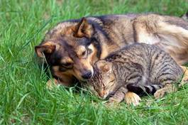 Plakat kot i pies odpoczywają na trawie