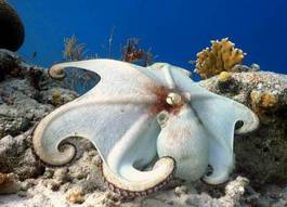 Naklejka karaiby rafa podwodne