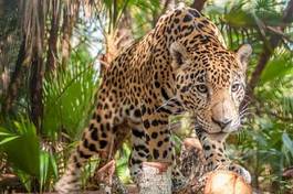 Naklejka las ameryka zwierzę natura jaguar