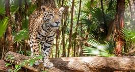 Obraz na płótnie zwierzę natura dziki jaguar las