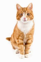 Fototapeta kot zwierzę ssak portret