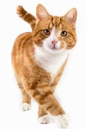 Plakat zwierzę kot portret ssak