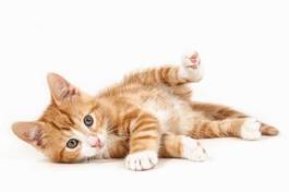 Fotoroleta portret ssak kot zwierzę kociak