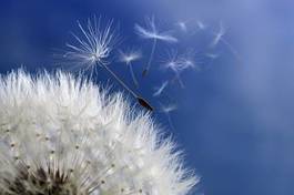 Naklejka pyłek kwiat roślina natura