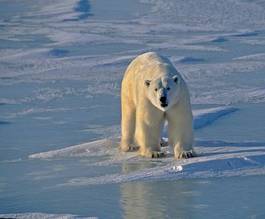 Fotoroleta natura zwierzę niedźwiedź śnieg ssak