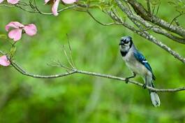 Fotoroleta krzew przystojny spokojny ptak natura