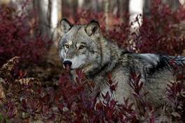 Naklejka zwierzę natura portret liści wilk