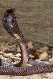 Obraz na płótnie wąż zwierzę natura gad