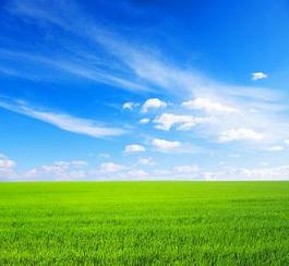 Obraz na płótnie niebo trawa roślina