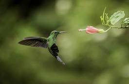Fototapeta kostaryka kwiat dziki