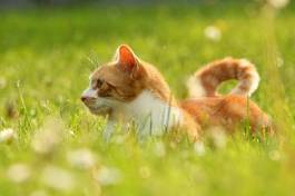 Plakat czuwający kot w trawie