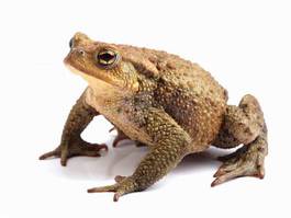 Naklejka natura zwierzę żaba