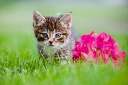 Obraz na płótnie uroczy kociak i purpurowe kwiaty