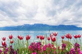 Naklejka tulipany nad brzegiem jeziora