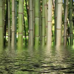 Naklejka zen bambus relaks medytacja
