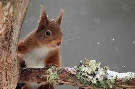 Naklejka pejzaż oko ssak wiewiórka śnieg