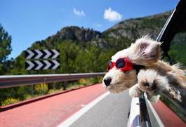 Fotoroleta pies góra szczenię słońce