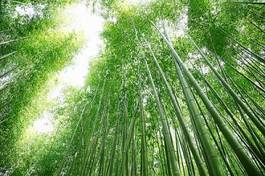 Naklejka azja krajobraz bambus