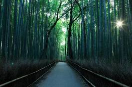 Fotoroleta krajobraz aleja bambus droga atrakcyjność turystyczna