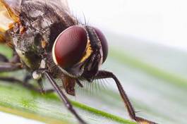 Naklejka makro skrzydło mucha domowa mucha