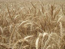 Obraz na płótnie świeży mąka rolnictwo natura