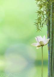 Naklejka kwiat las ogród