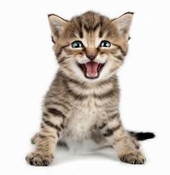Fotoroleta zwierzę natura portret uśmiech kociak