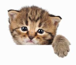 Plakat zwierzę piękny oko kociak ssak