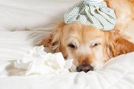 Naklejka pies chory na grype